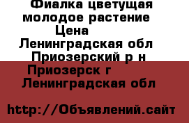 Фиалка цветущая молодое растение › Цена ­ 100 - Ленинградская обл., Приозерский р-н, Приозерск г.  »    . Ленинградская обл.